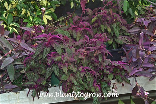 Purple Passion Plant (Gynura aurantiaca)